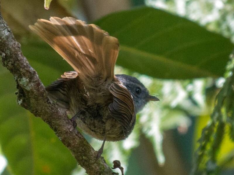 Bougainville Fantail, 照片 4