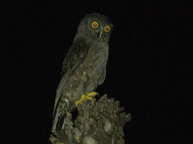Hume's Boobook, Photos 3