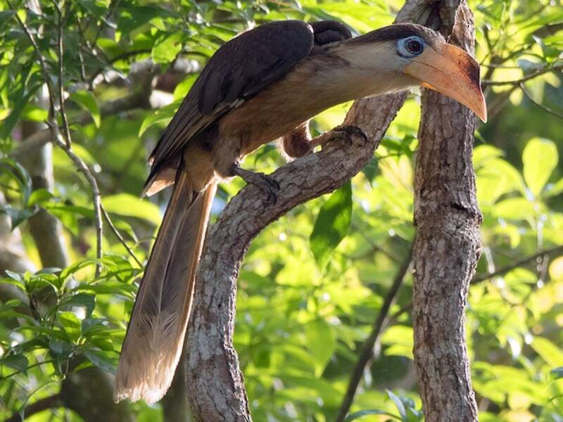 Brown Hornbill, Photos 3