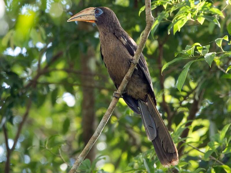 Brown Hornbill, Photos 2