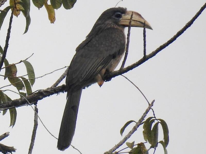 Brown Hornbill, Photos 4