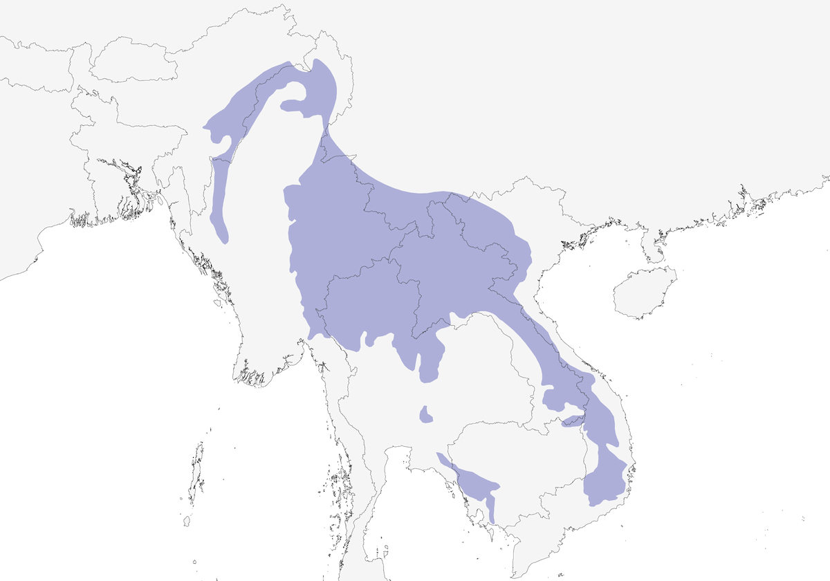 Brown Hornbill, Distribution 1