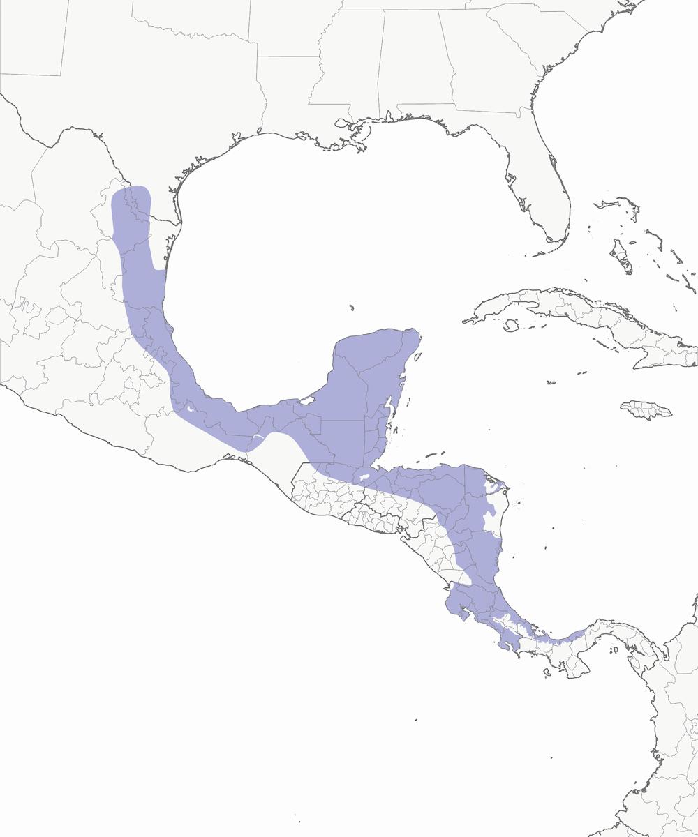 Chara parda, Distribución 1