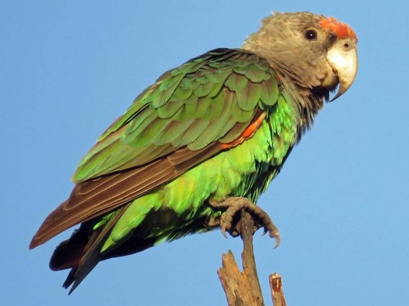 Loro Cuellipardo, Fotos 3