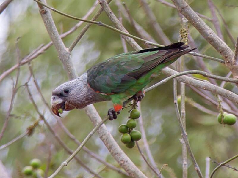 Loro Cuellipardo, Fotos 4