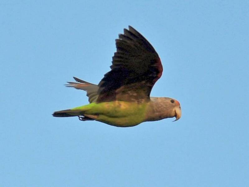 Loro Cuellipardo, Fotos 2