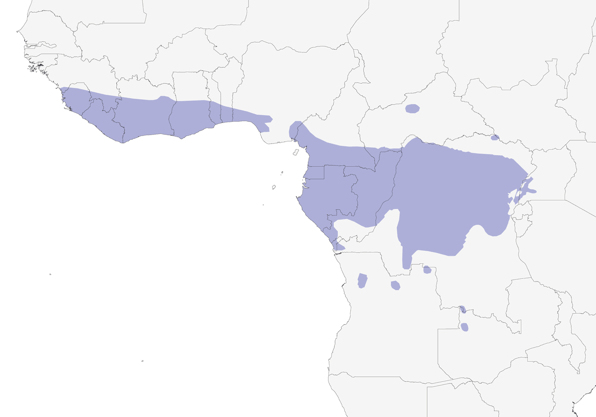 Paloma de Nuca Bronceada Occidental, Distribución 1