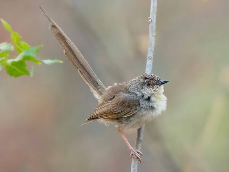 Prinia birmana