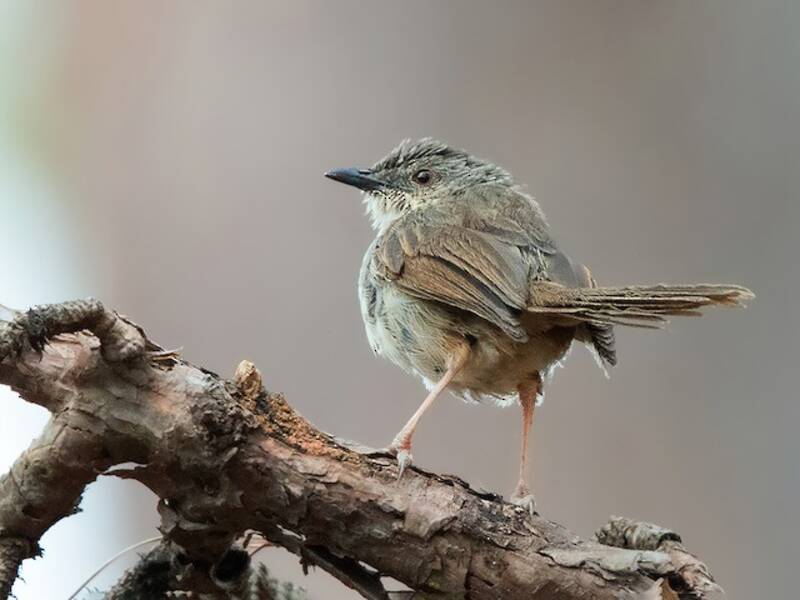 Prinia birmana, Foto 2