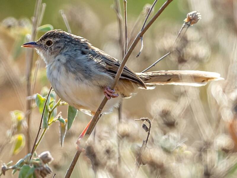 Prinia birmana, Foto 3
