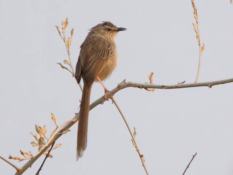 Prinia birmana, Foto 4