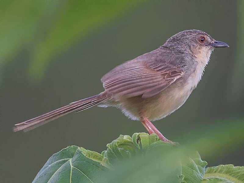 Annam Prinia, Photos 2