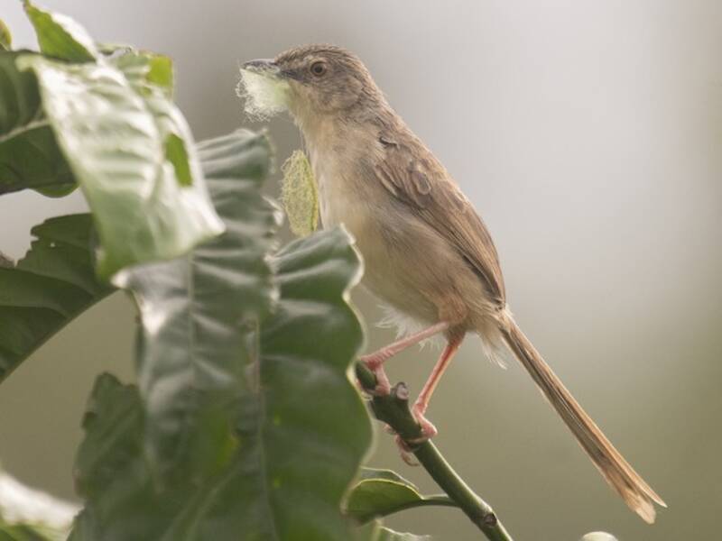 Annam Prinia, Photos 3