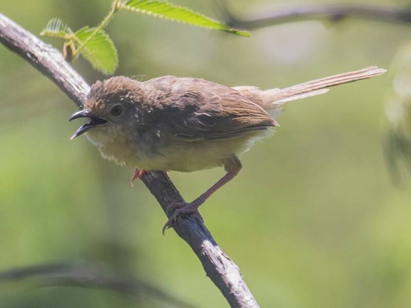 Annam Prinia, Photos 4