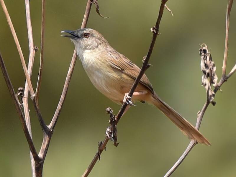 Prinia d'Annam