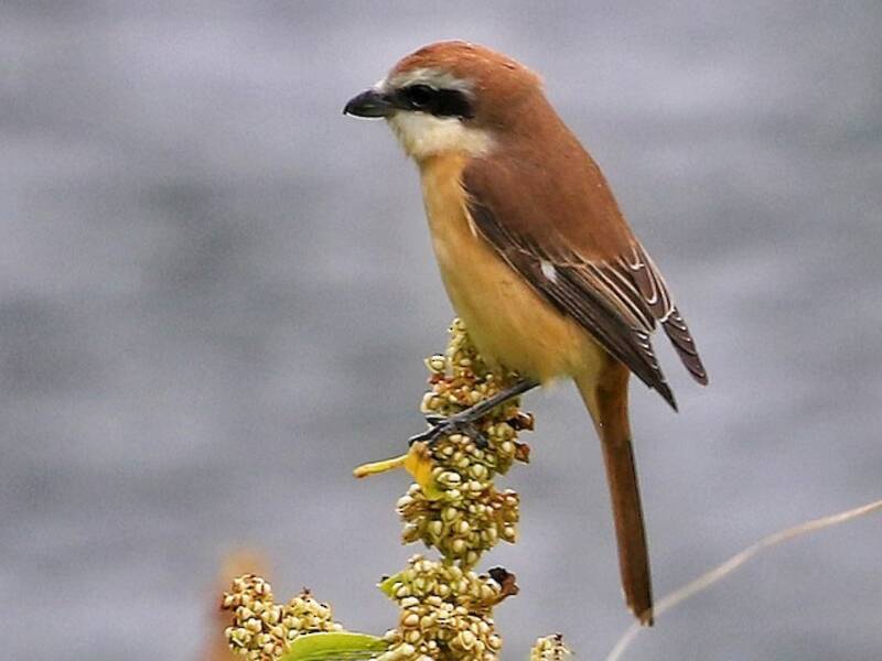Brown Shrike (Lanius cristatus)