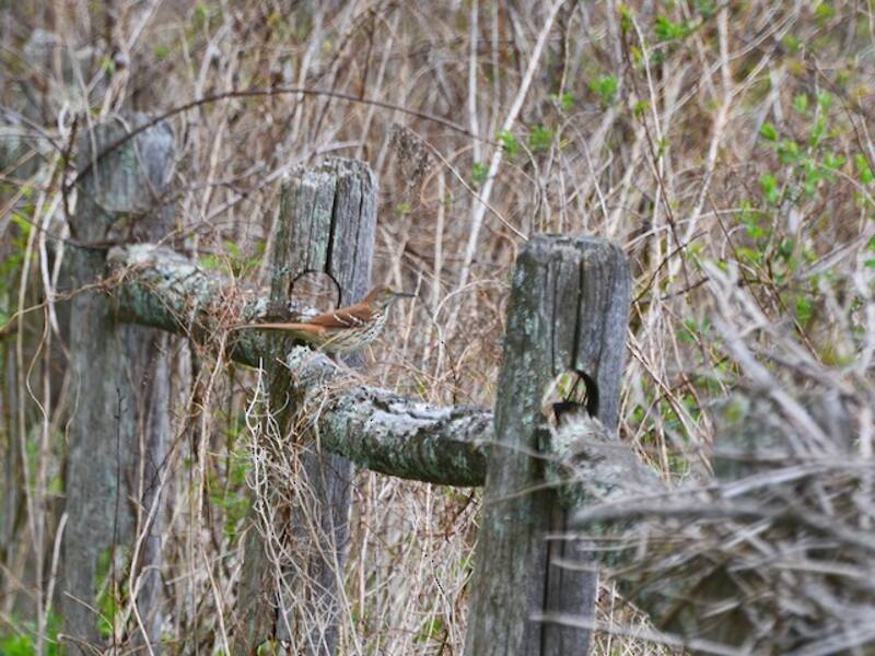 Brown Thrasher (Toxostoma rufum)