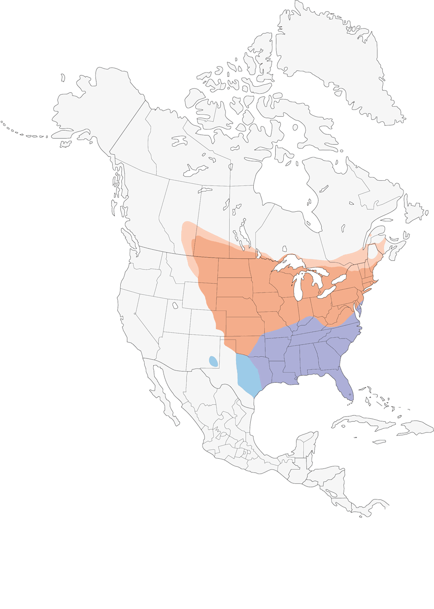Mimosa rugginosa, Distribuzione 1