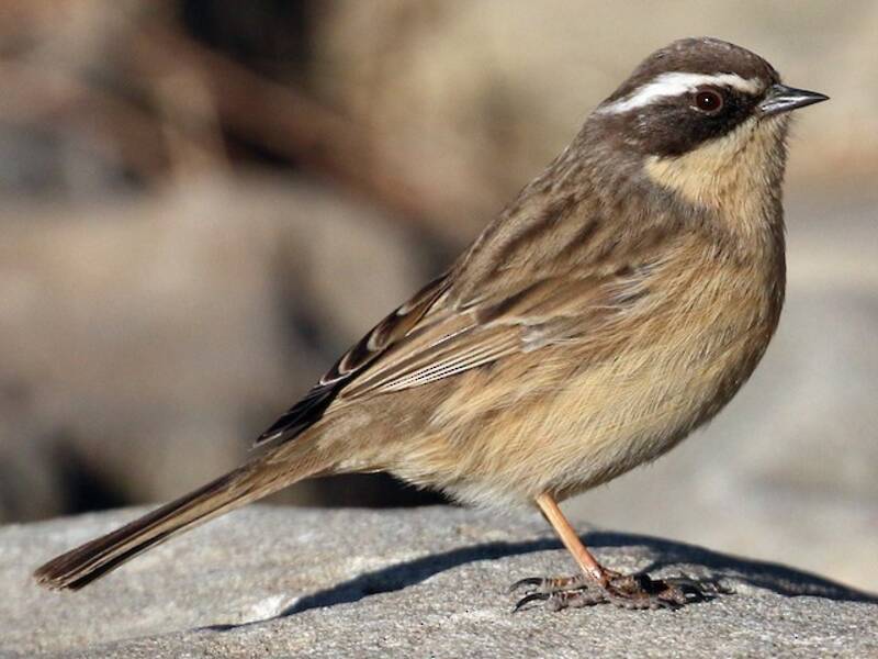 Brown Accentor, Photos 4