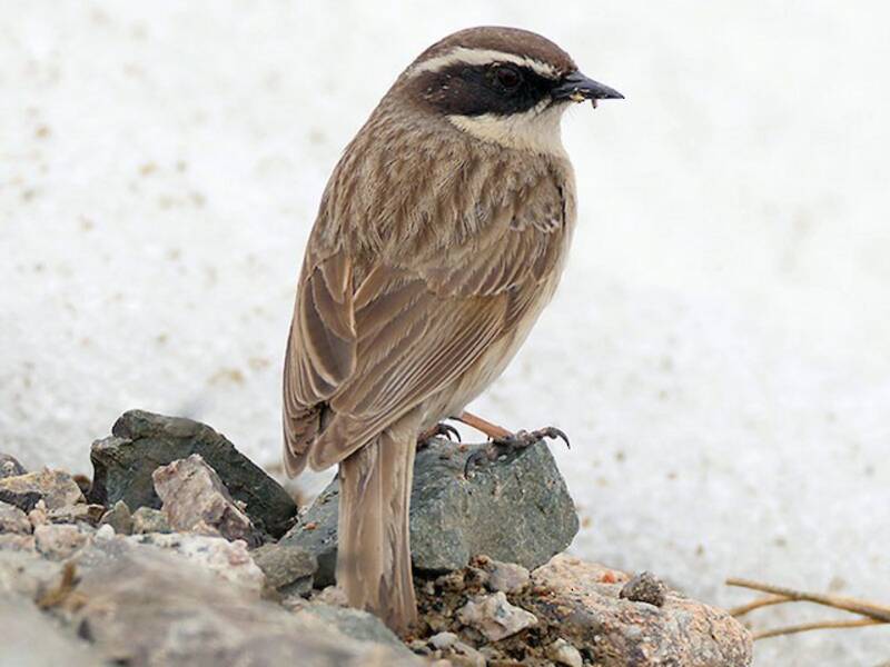 Brown Accentor, Photos 2