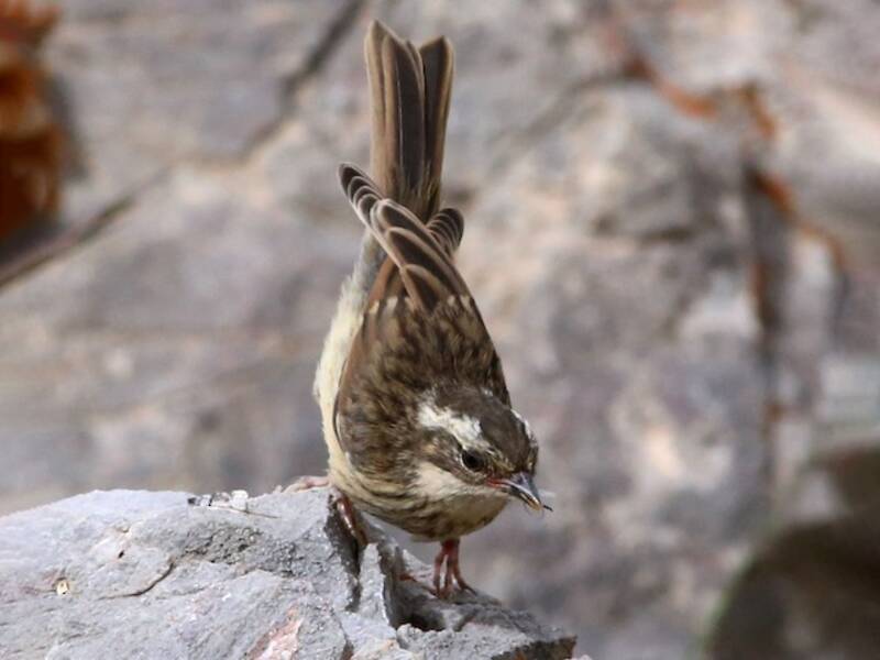 Brown Accentor