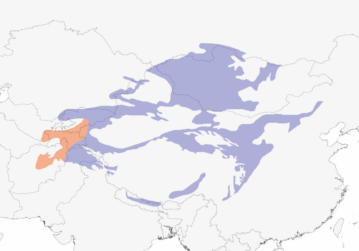 Brown Accentor, Distribution 1