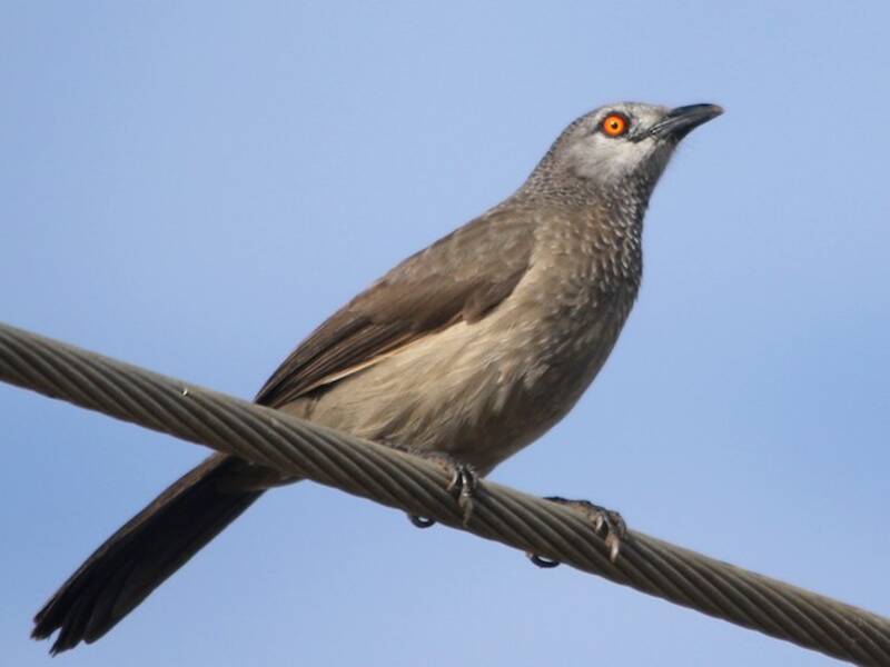 Brown Babbler, 照片 3