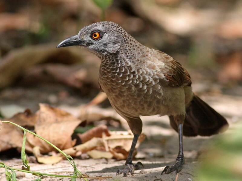 Brown Babbler, 照片 4