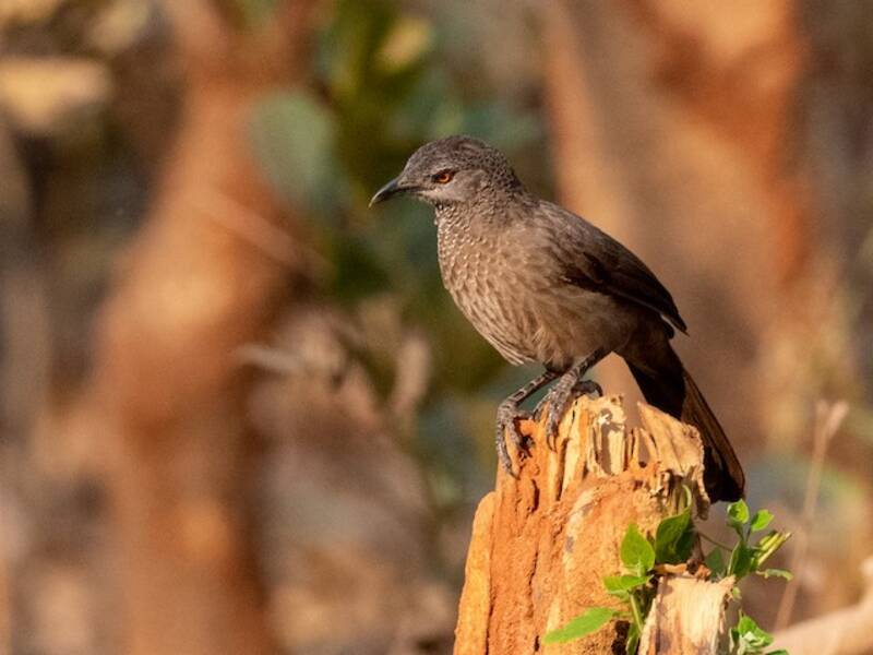 Brown Babbler, 照片 2
