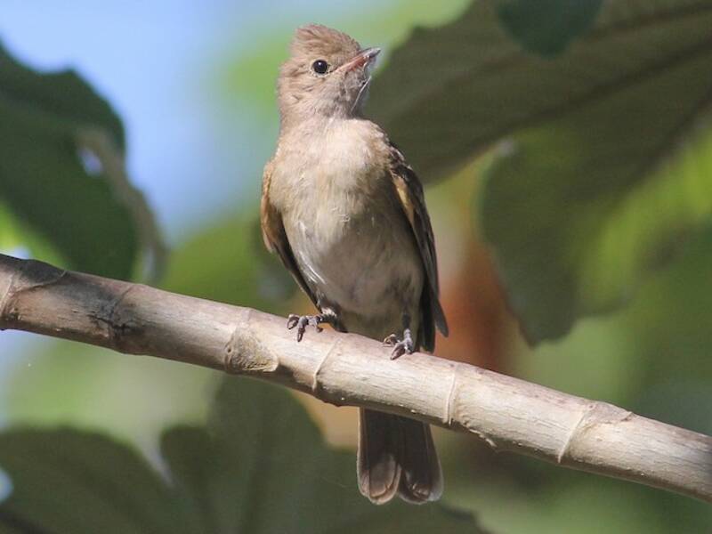 Brownish Elaenia, Photos 3