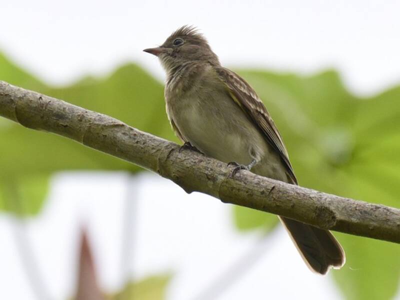 Brownish Elaenia, Photos 2