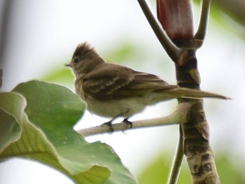 Brownish Elaenia
