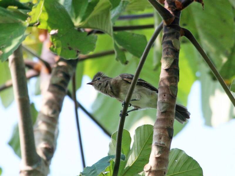 Brownish Elaenia, Photos 4