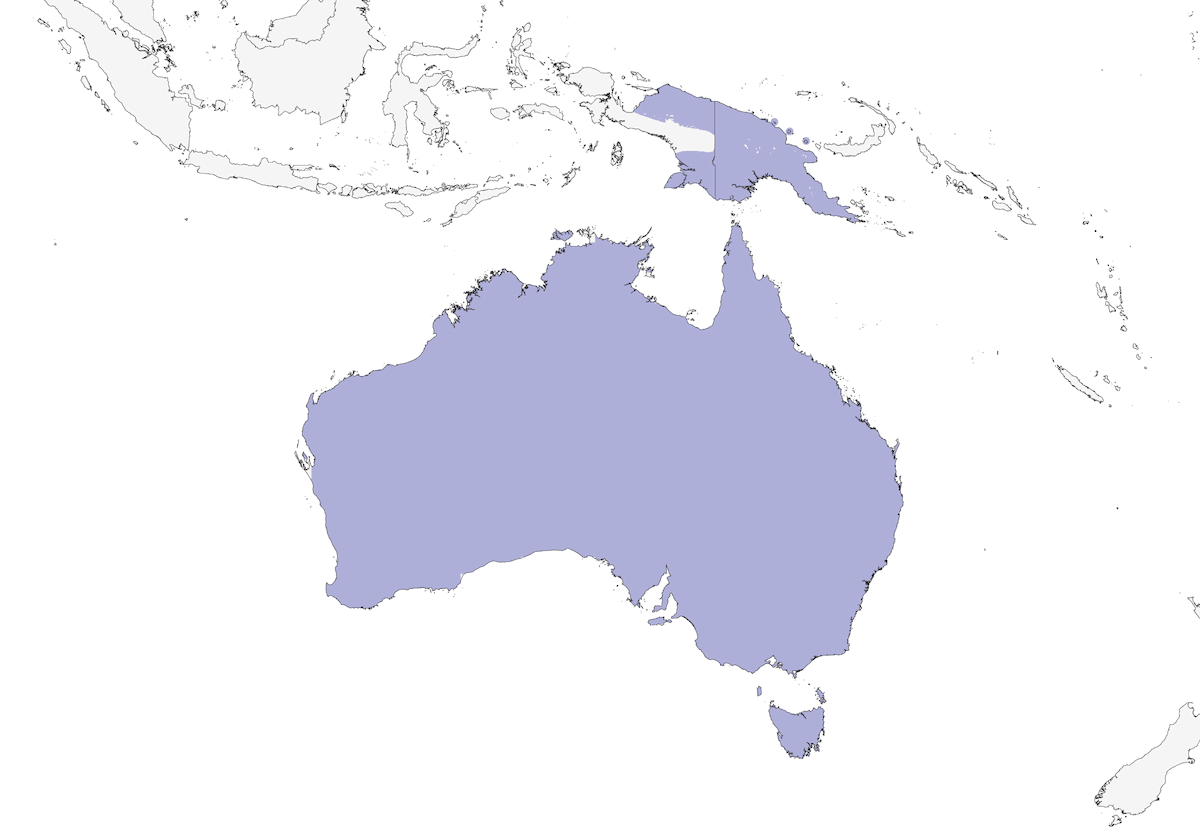 Halcón Pardo, Distribución 1
