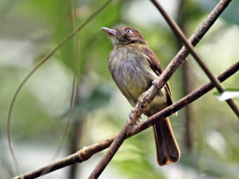 Colibrí alitorcido parduzco, Fotos 4