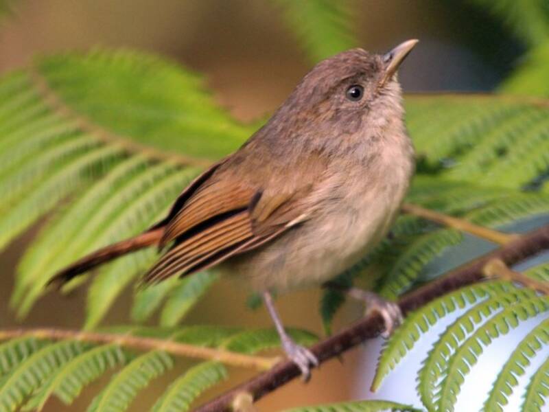 Brown Fulvetta, Photos 1
