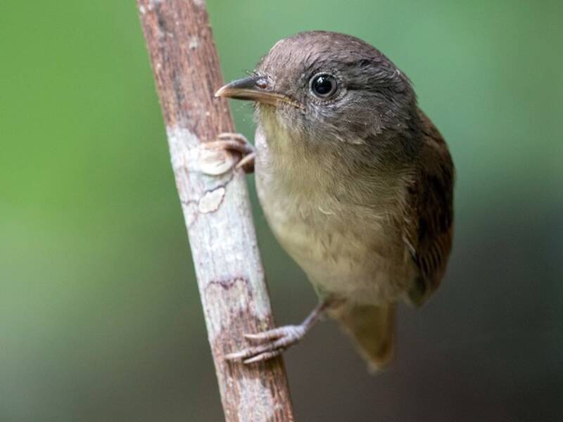 Brown Fulvetta, Photos 3