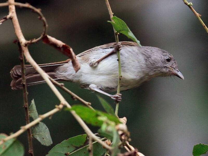 Brown Fulvetta, Photos 2