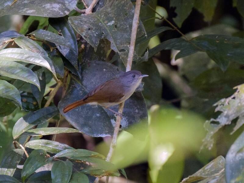 Brown Fulvetta, Photos 4