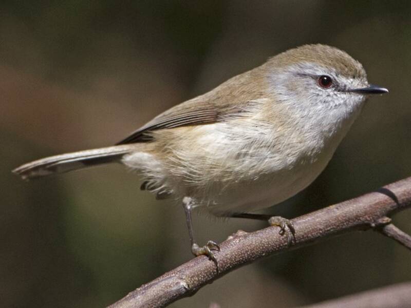 Brown Gerygone, Photos 3