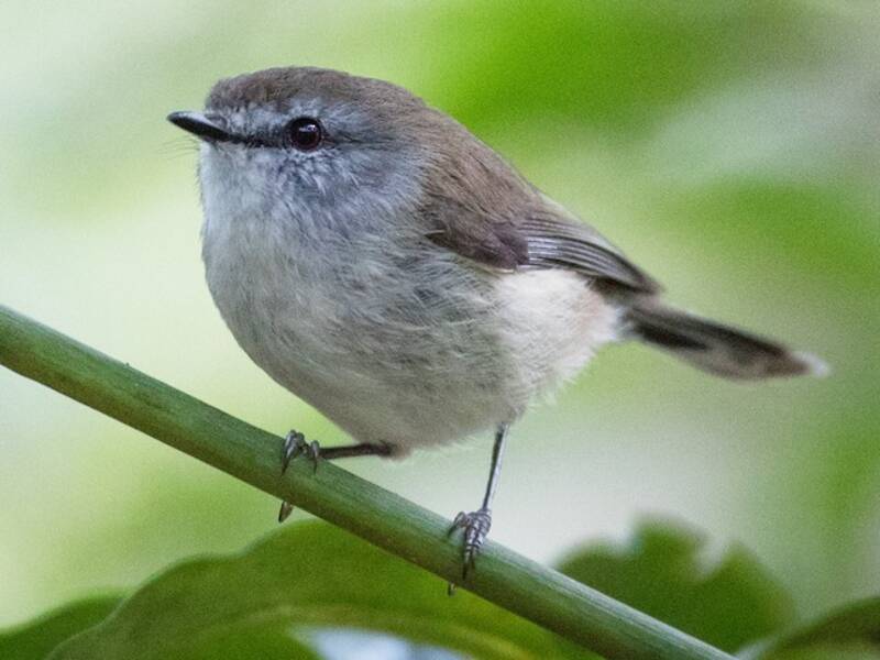 Brown Gerygone, Photos 2