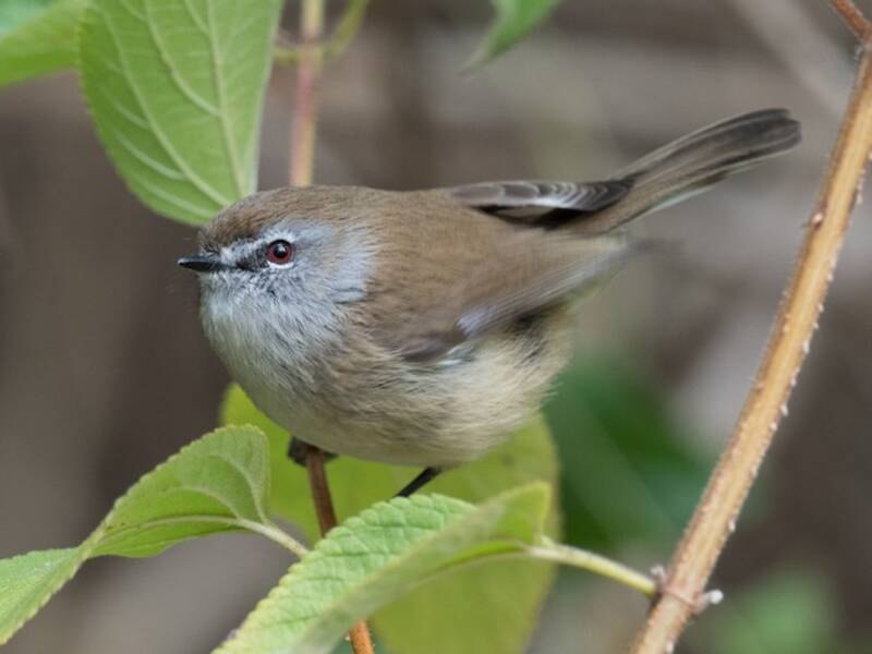 Brown Gerygone, Photos 4