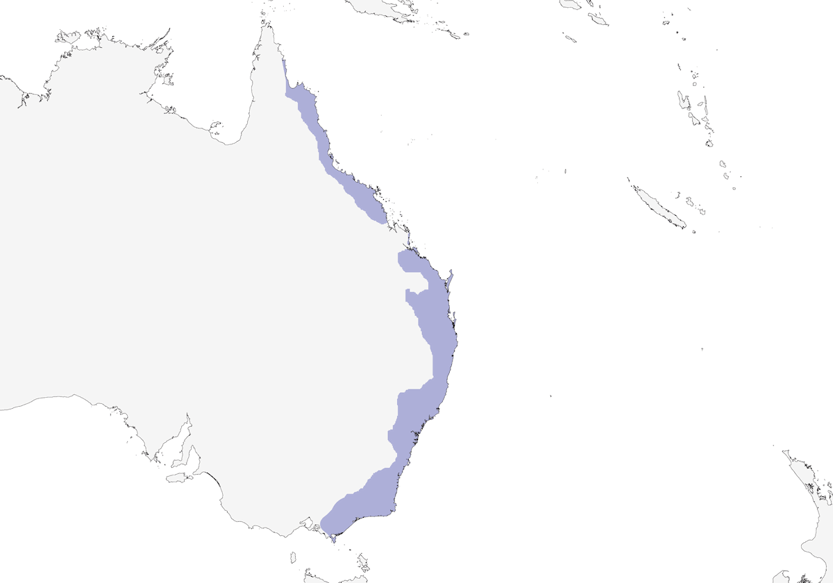 Brown Gerygone, Distribution 1