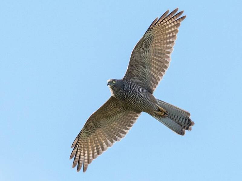 Brown Goshawk