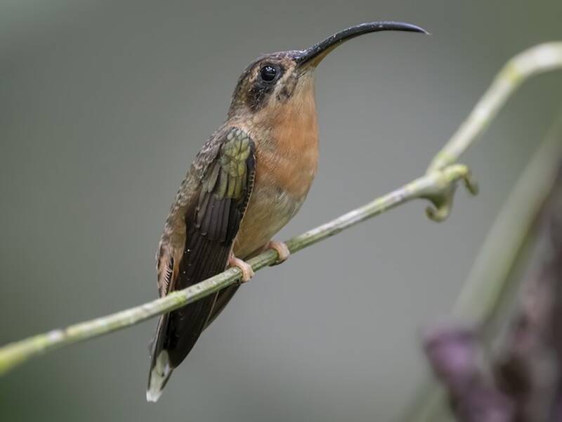 Eremita bronzeo