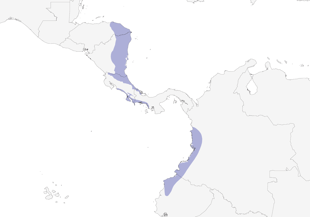 Ermite du Yaruqui, Distribution 1
