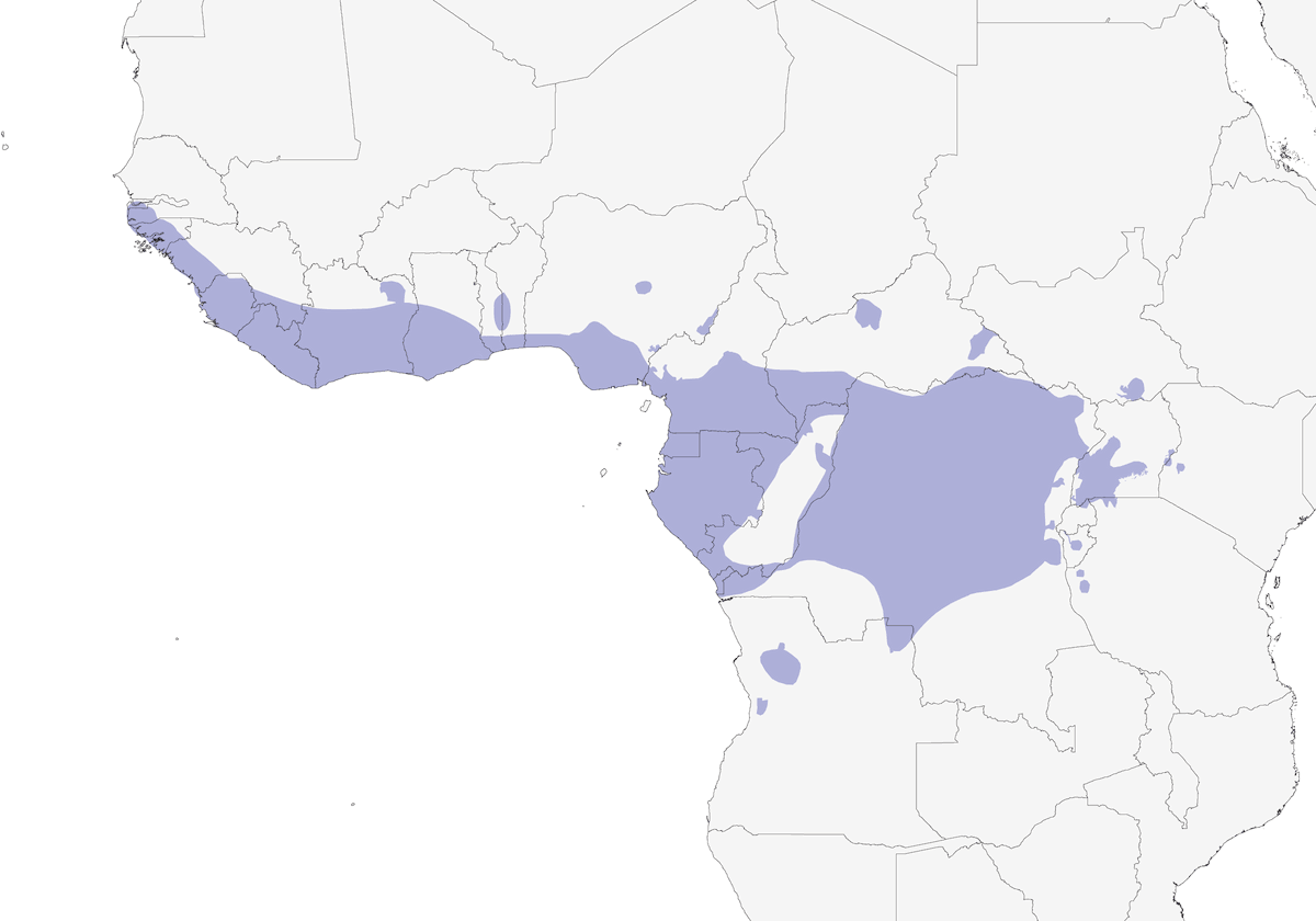 Akalat fuligineux, Distribution 1