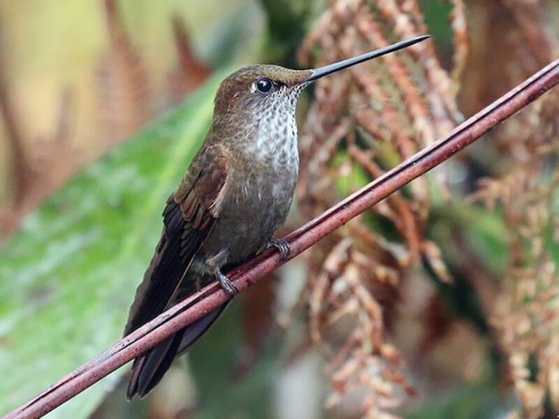 Bronzy Inca, Photos 2