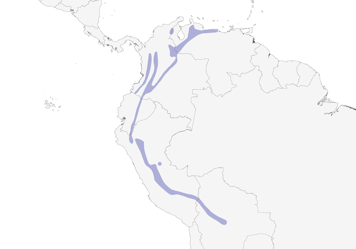 Bronzy Inca, Distribution 1