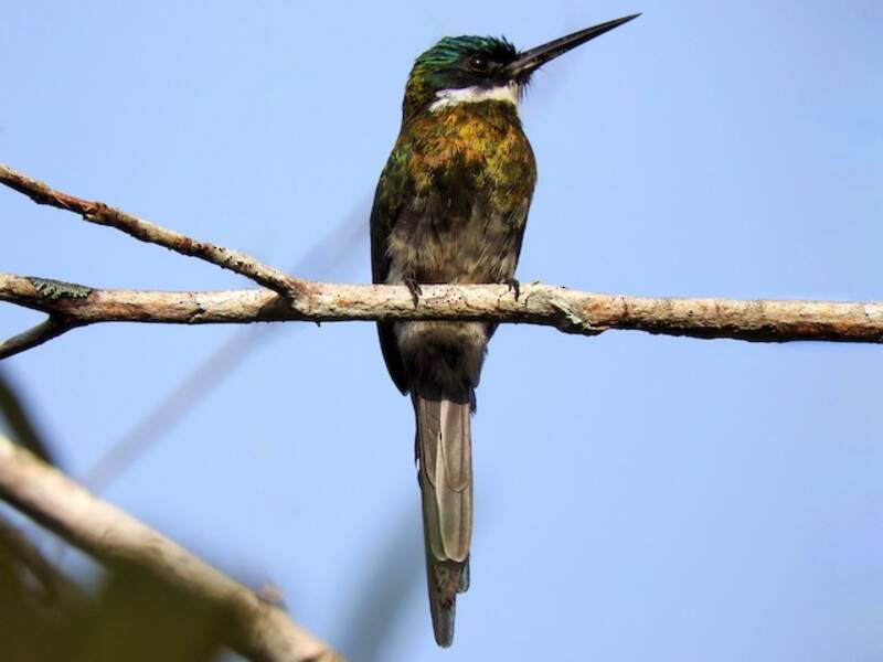 Bronzy Jacamar, 照片 4